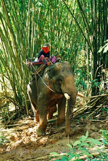 15 Thailand 2002 F1130014 Khao Lak Ausflug Elefantentrekking_478